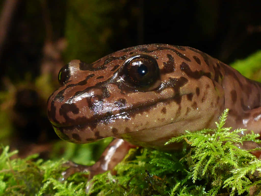 Pacific Giant Salamander Closeup Wallpaper