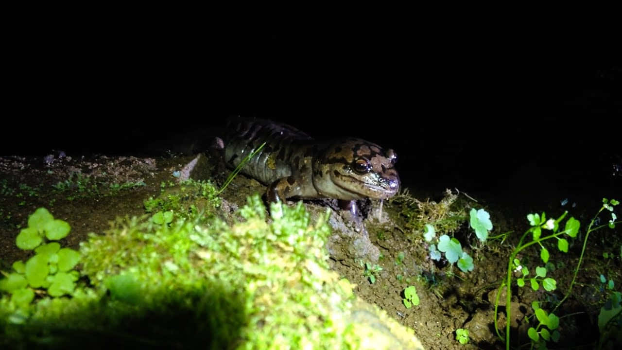 Pacific Giant Salamander Nocturnal Sighting Wallpaper