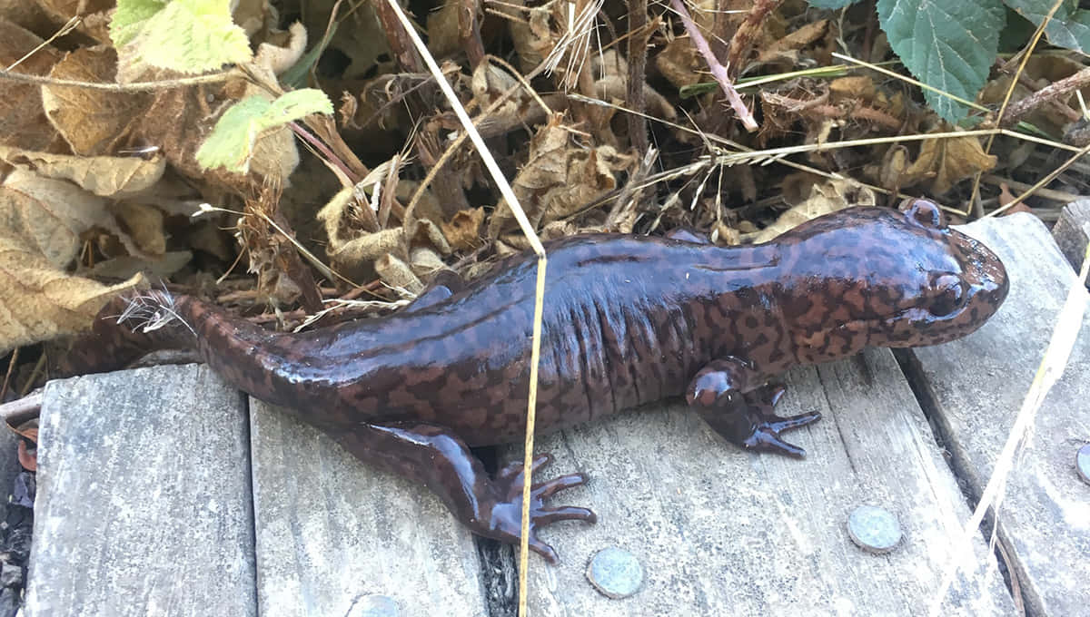 Pacific Giant Salamander Woodland Habitat Wallpaper