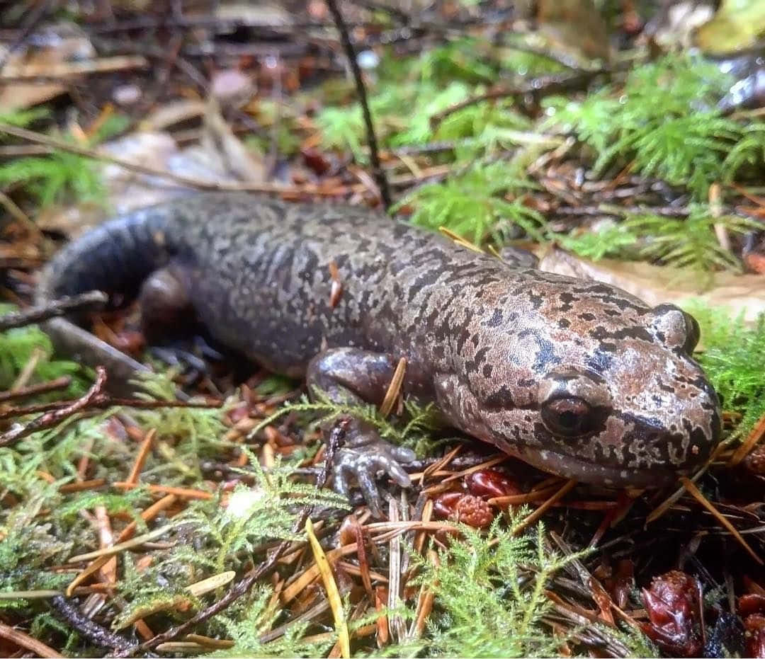 Pacific Giant Salamanderin Habitat.jpg Wallpaper