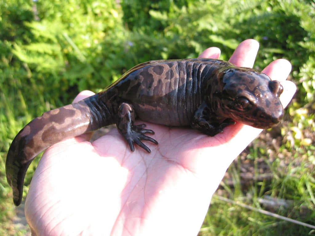 Pacific Giant Salamanderin Hand.jpg Wallpaper