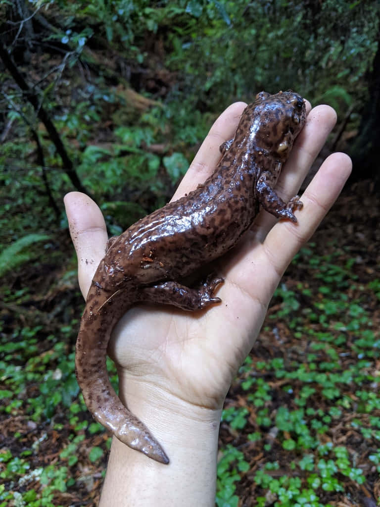 Pacific Giant Salamanderin Hand.jpg Wallpaper