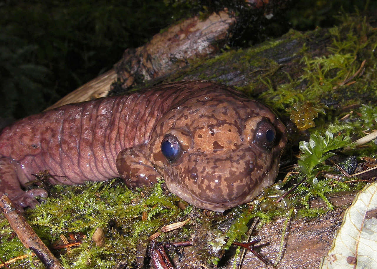 Pacific Giant Salamanderin Natural Habitat.jpg Wallpaper