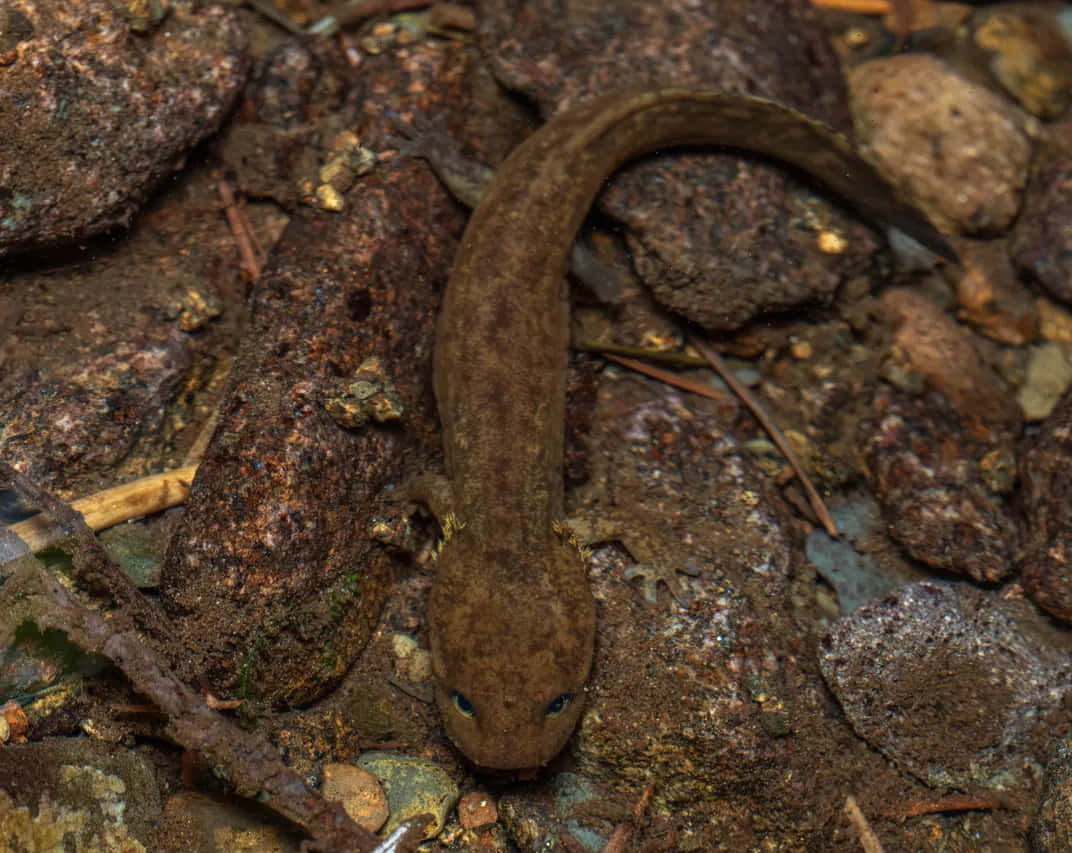 Pacific Giant Salamanderin Natural Habitat.jpg Wallpaper