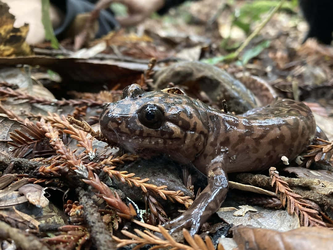 Pacific Giant Salamanderin Natural Habitat.jpg Wallpaper