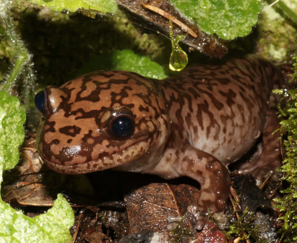 Pacific Giant Salamanderin Natural Habitat Wallpaper