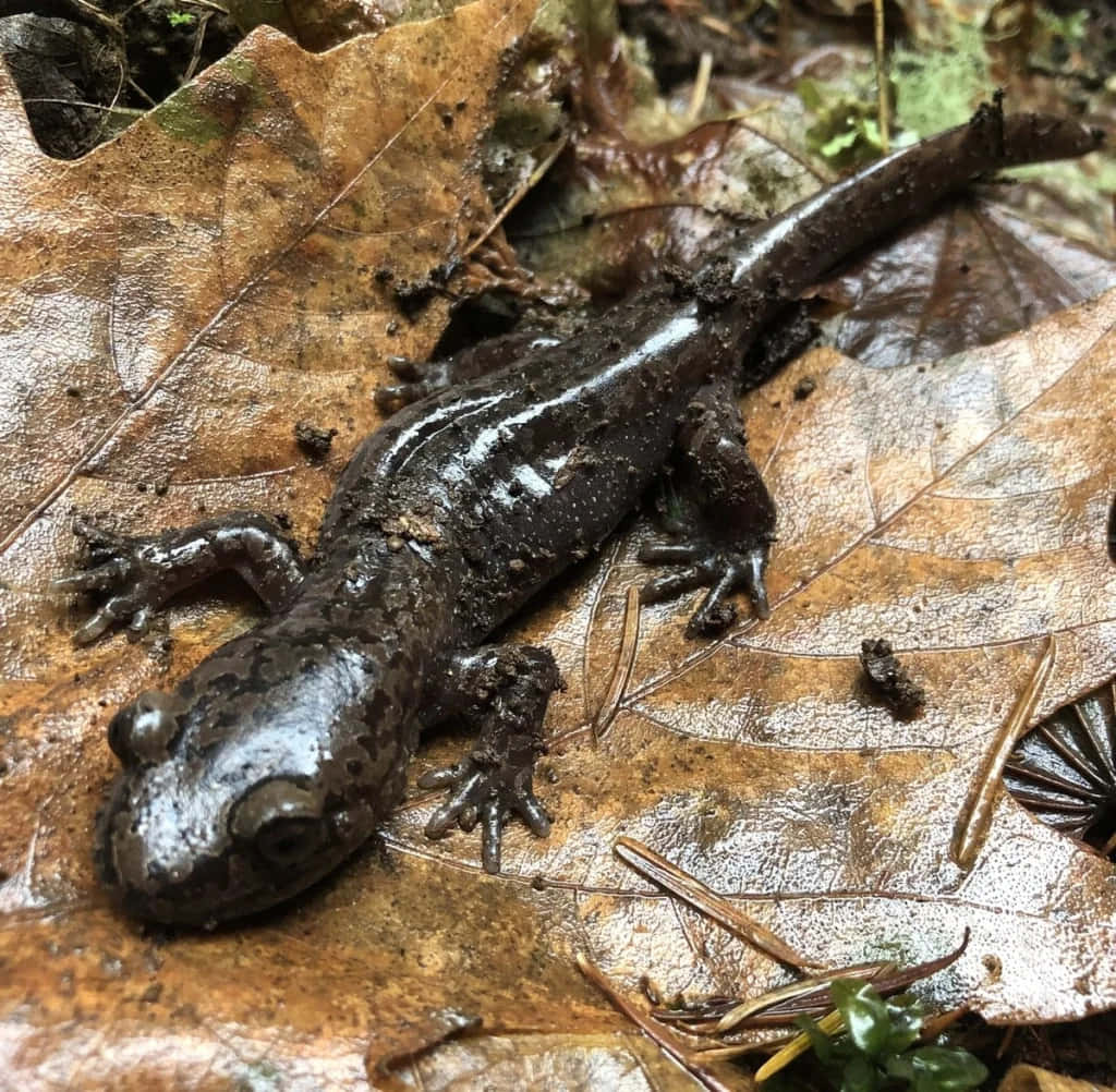 Pacific Giant Salamanderon Forest Floor.jpg Wallpaper