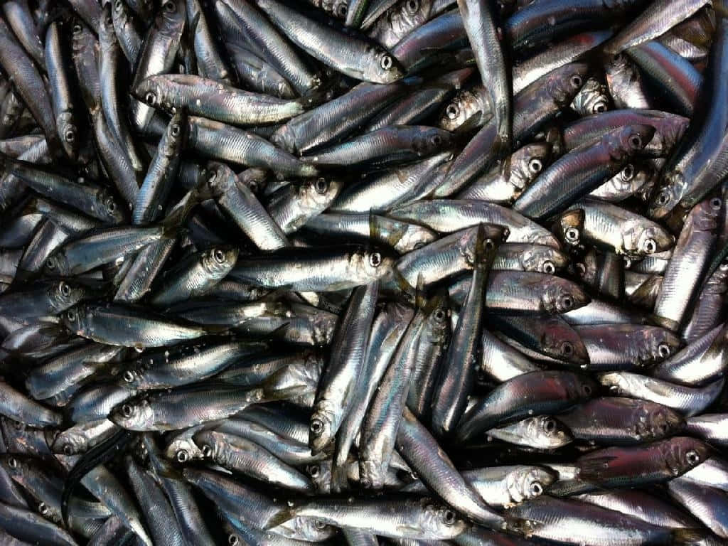 Pacific Herring Catch Wallpaper