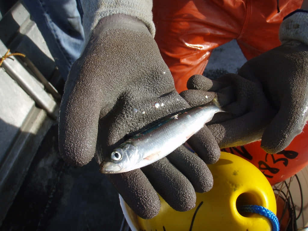 Pacific Herring Heldin Gloved Hands Wallpaper