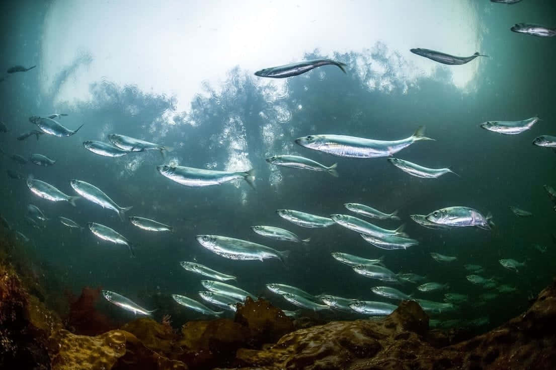 Pacific Herring School Underwater Wallpaper