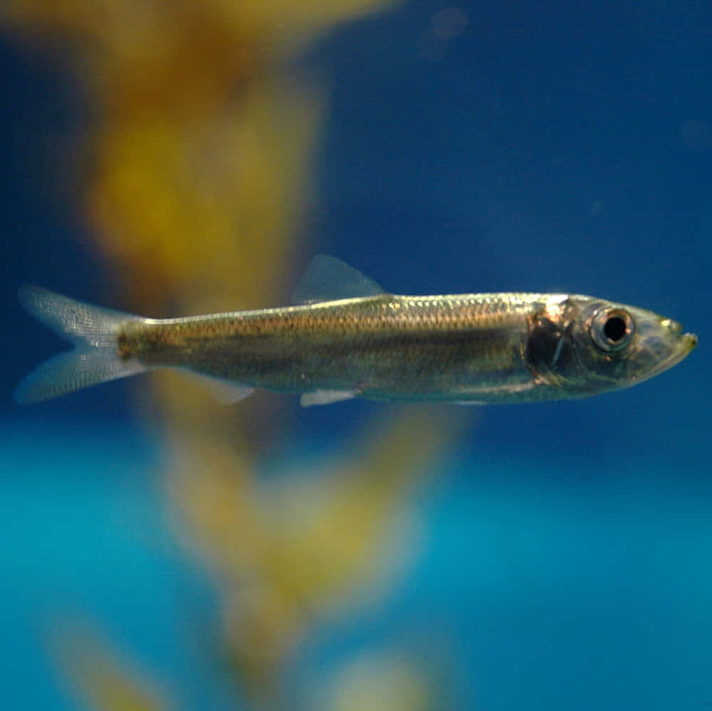 Pacific Herring Swimming Underwater.jpg Wallpaper