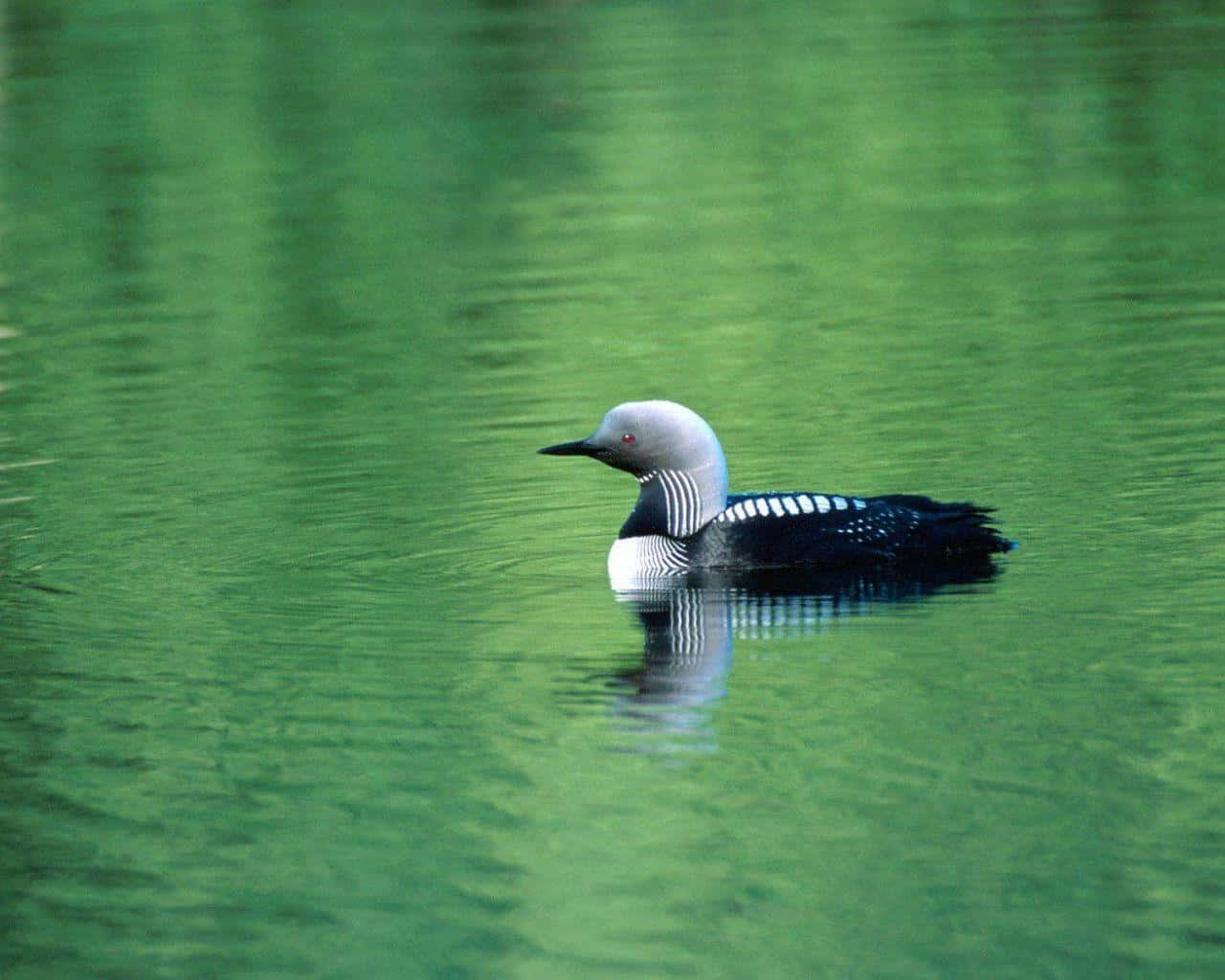 Pacific Loon Swimmingin Green Waters Wallpaper