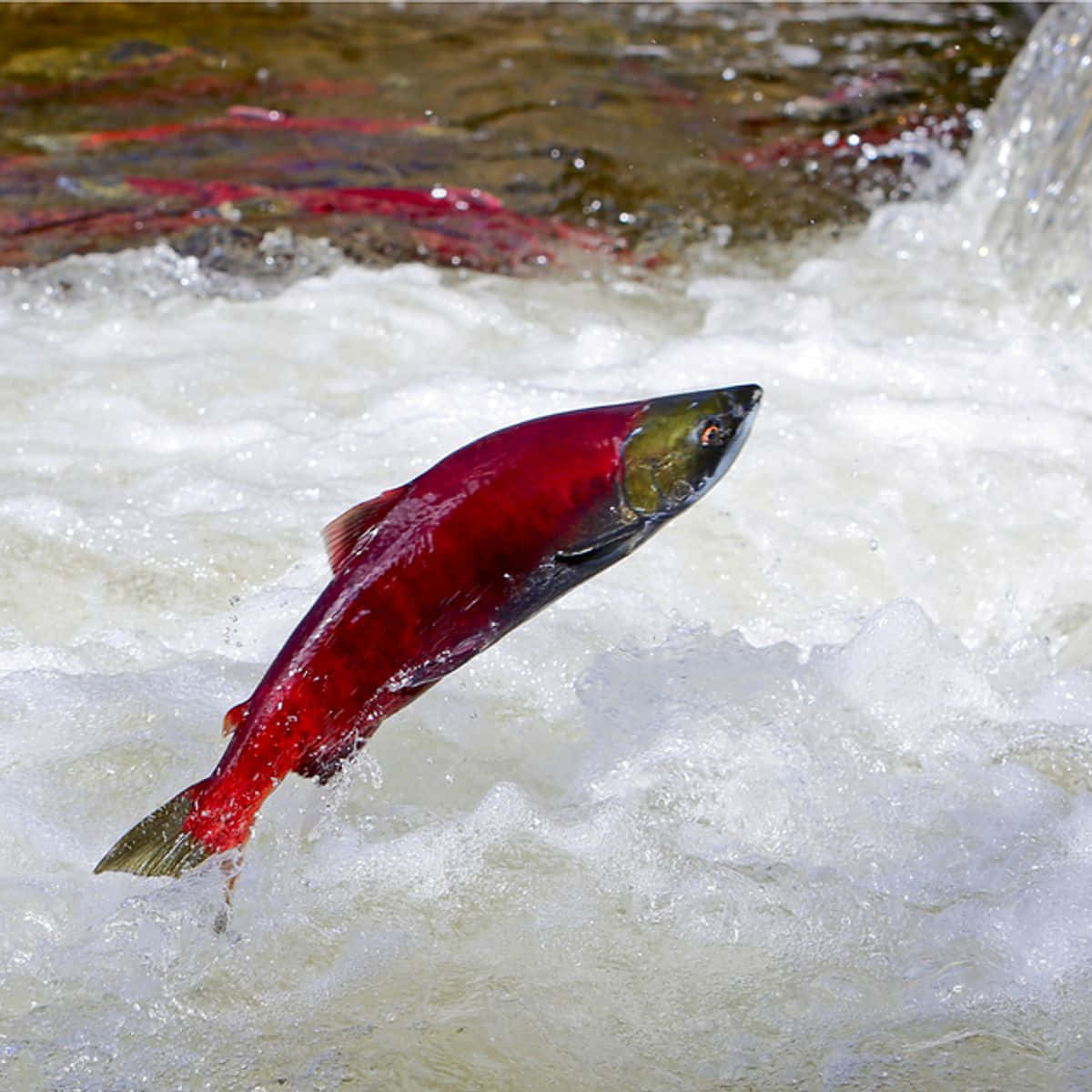 Pacific_ Salmon_ Leaping_ Upstream.jpg Wallpaper