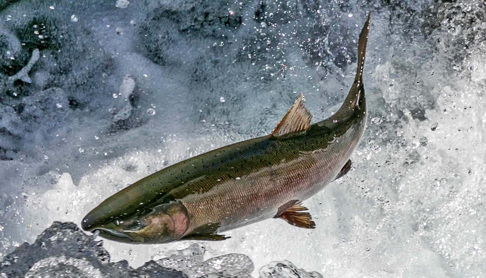 Pacific Salmon Leaping Upstream.jpg Wallpaper