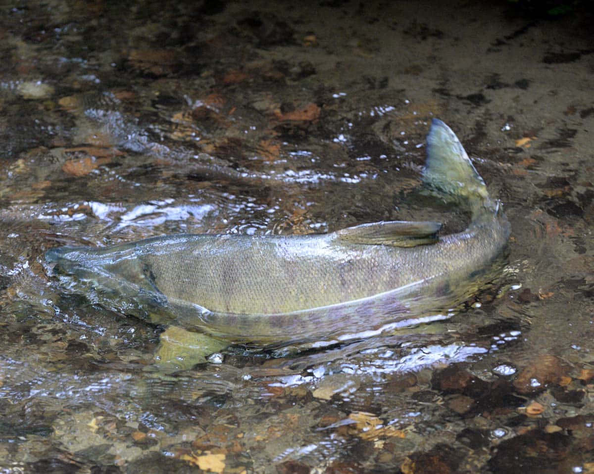 Pacific Salmon Spawning Stream Wallpaper