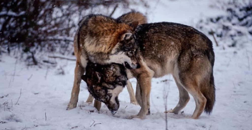 Pack Of Wolves Hunting Together In A Snow-covered Forest Wallpaper