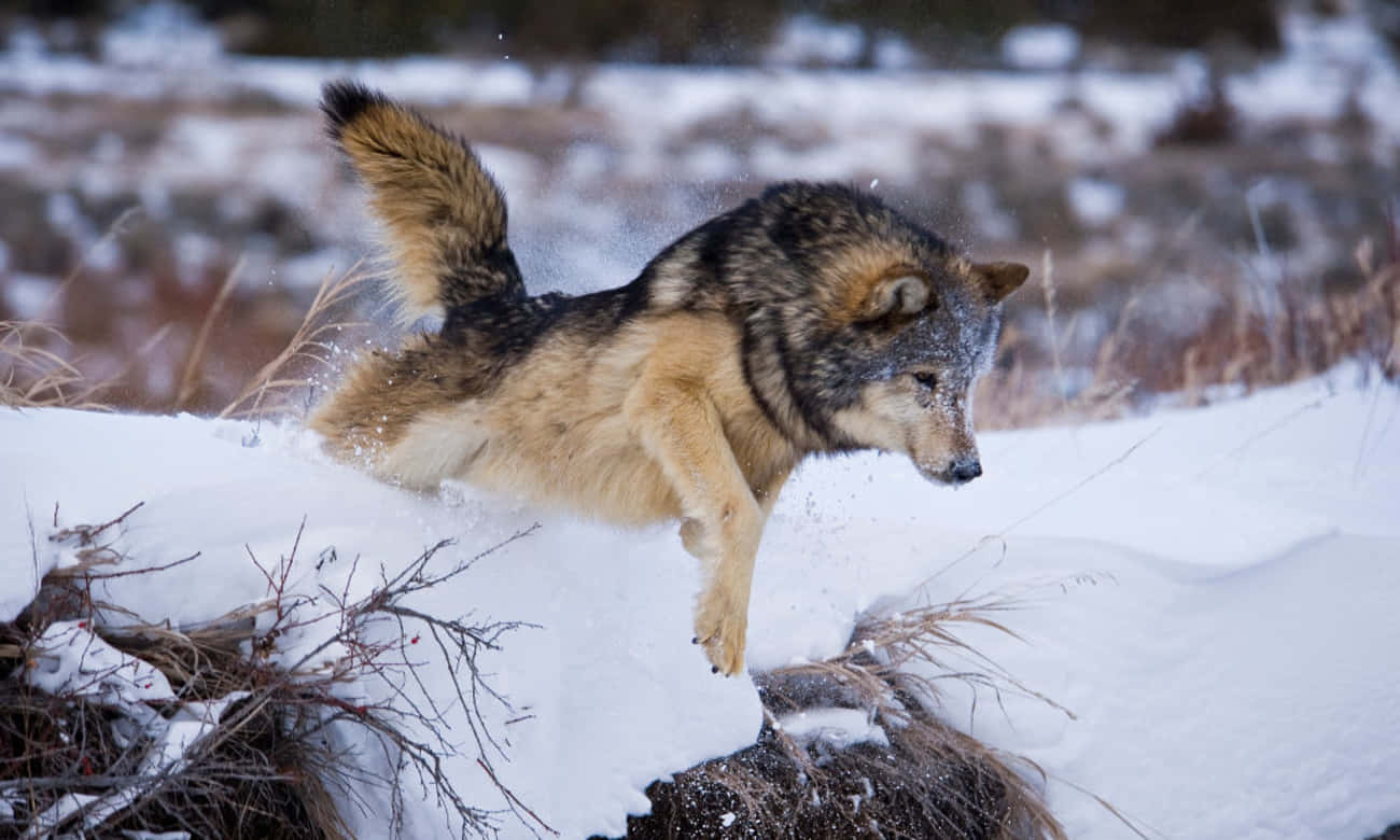 Pack Of Wolves On A Hunt In The Wild Wallpaper