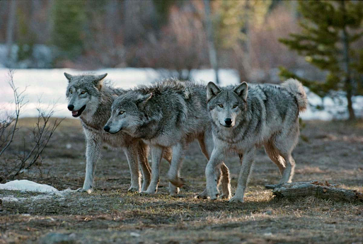 Pack Of Wolves On A Thrilling Hunt In Snowy Wilderness Wallpaper