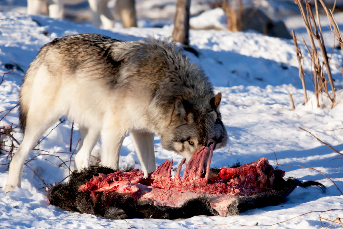 Pack Of Wolves On An Intense Hunt Wallpaper