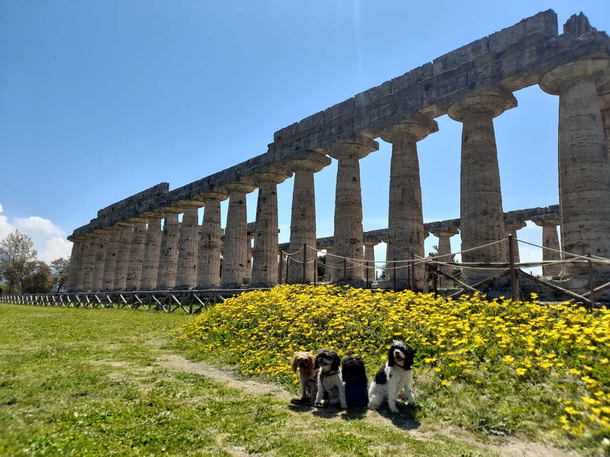 Paestum Dogs Wallpaper