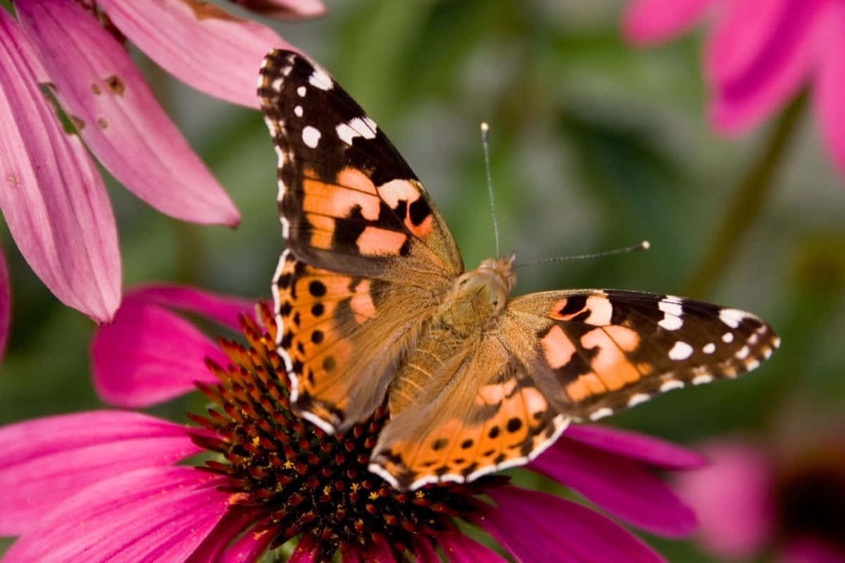 Painted Lady Butterflyon Coneflower Wallpaper