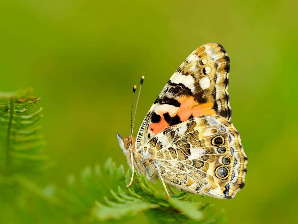 Painted Lady Butterflyon Fern Wallpaper