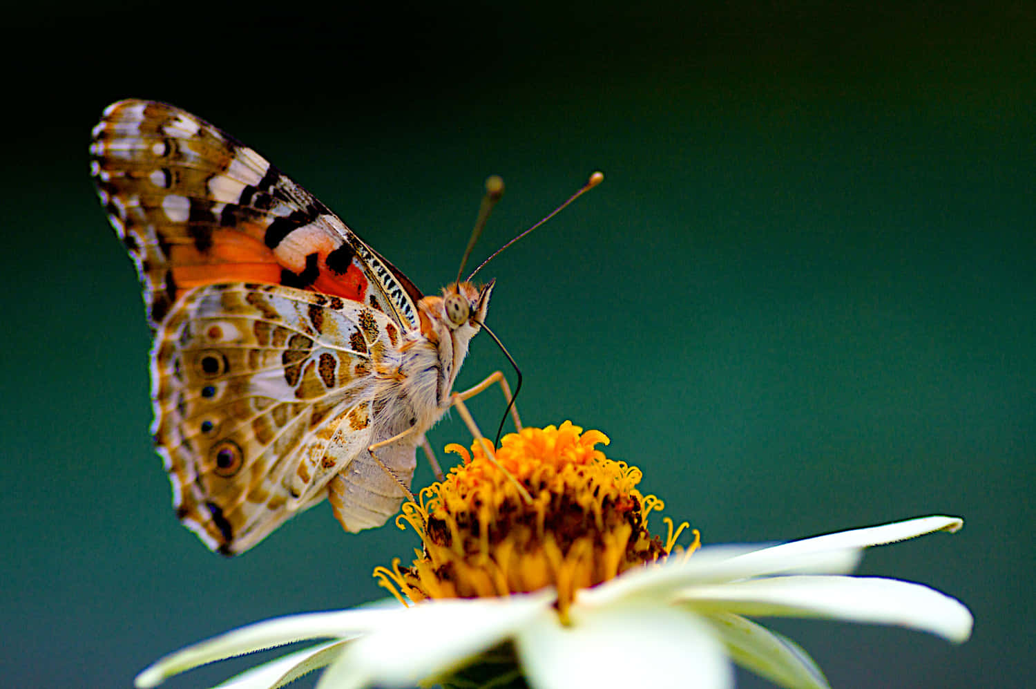 Painted Lady Butterflyon Flower Wallpaper