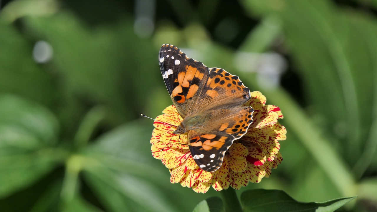 Painted Lady Butterflyon Flower.jpg Wallpaper