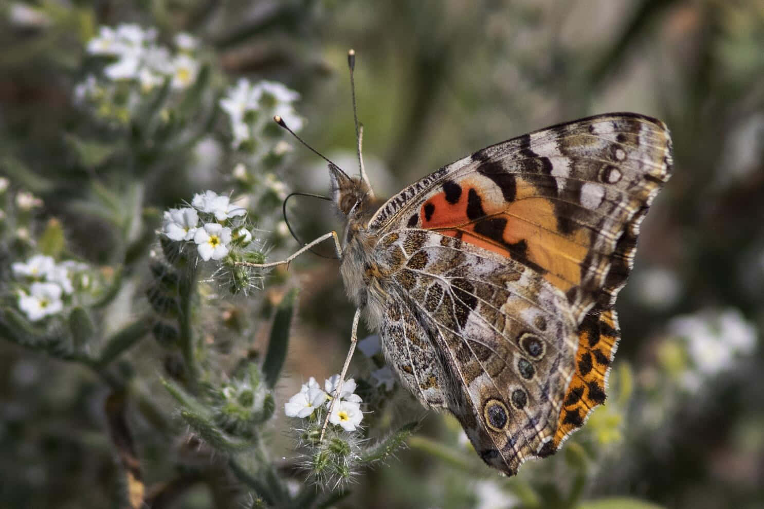 Painted Lady Butterflyon Flowers Wallpaper