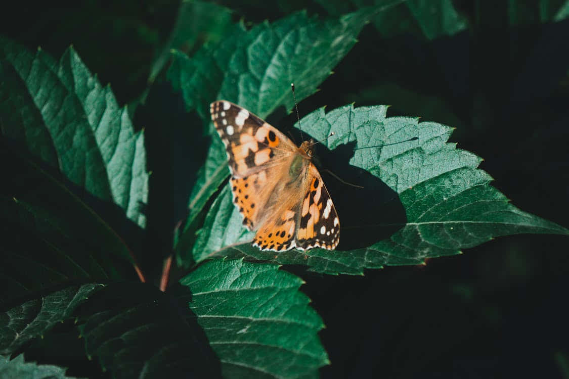 Painted Lady Butterflyon Green Leaf Wallpaper