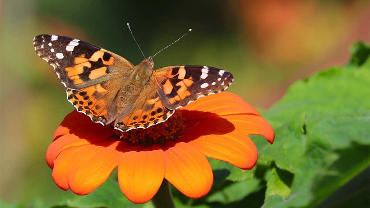 Painted Lady Butterflyon Orange Flower.jpg Wallpaper