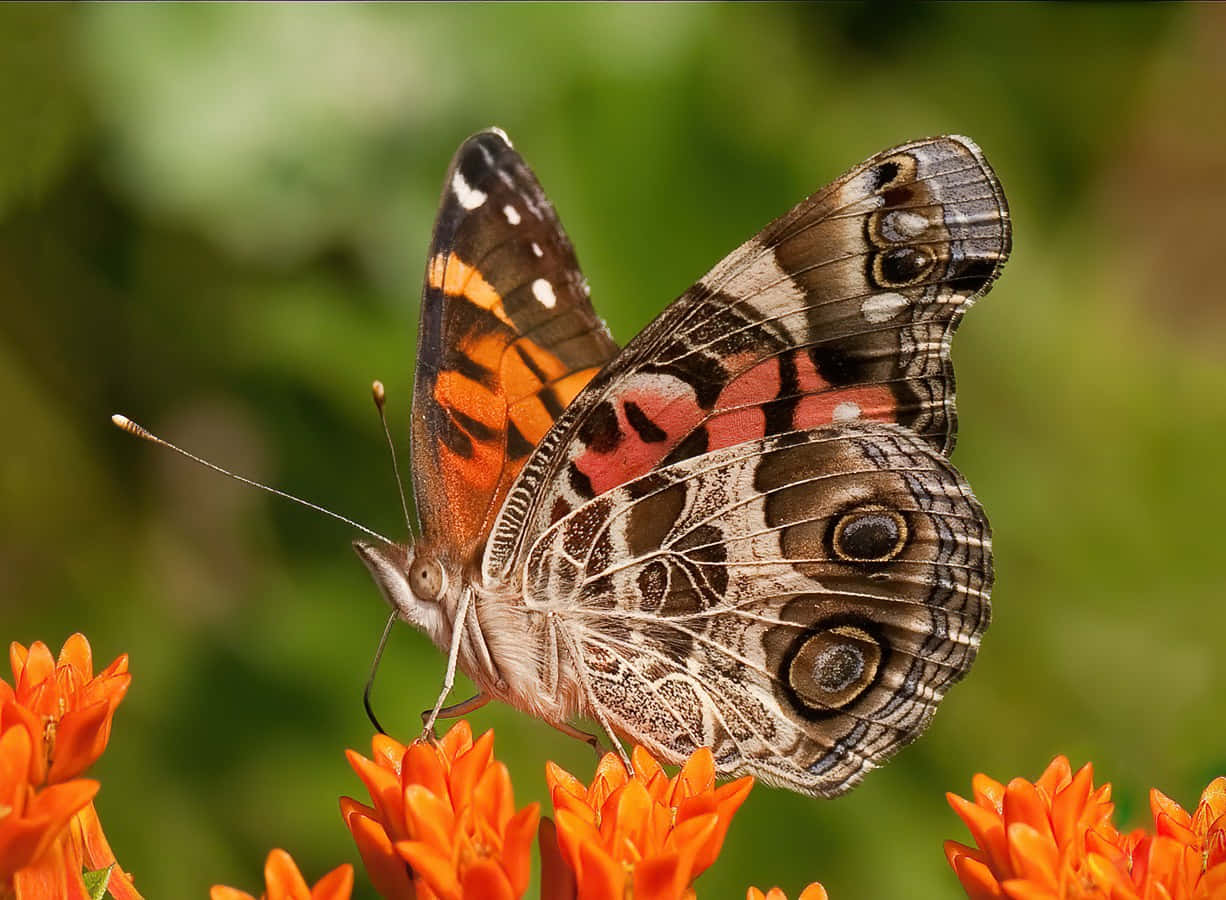 Painted Lady Butterflyon Orange Flowers Wallpaper