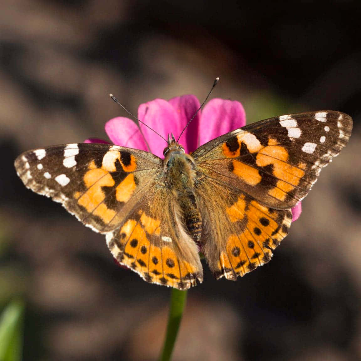 Painted Lady Butterflyon Pink Flower Wallpaper