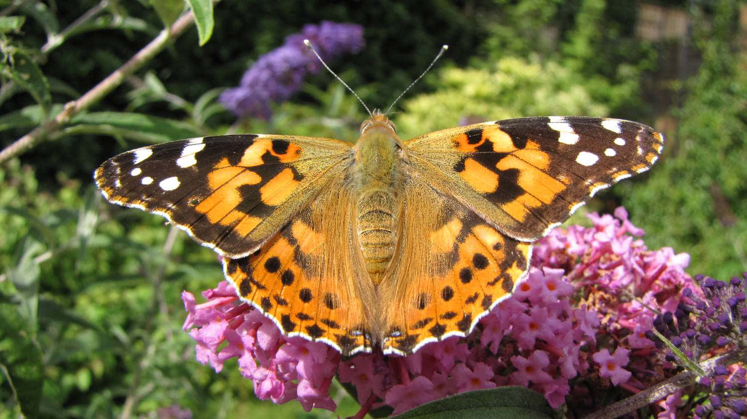 Painted Lady Butterflyon Pink Flowers.jpg Wallpaper