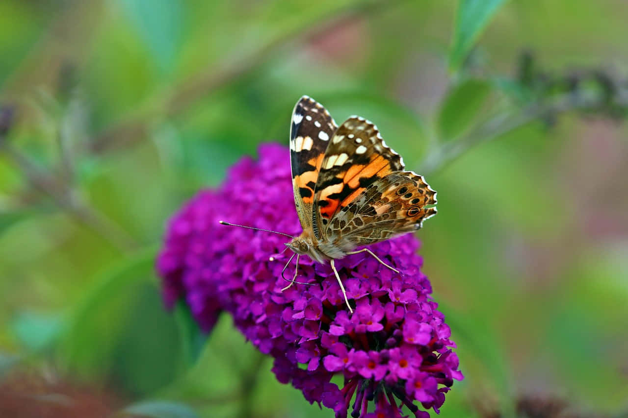 Painted Lady Butterflyon Purple Flower Wallpaper