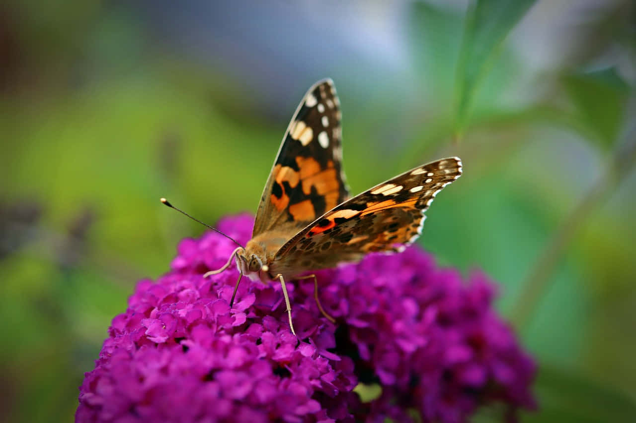 Painted Lady Butterflyon Purple Flower Wallpaper