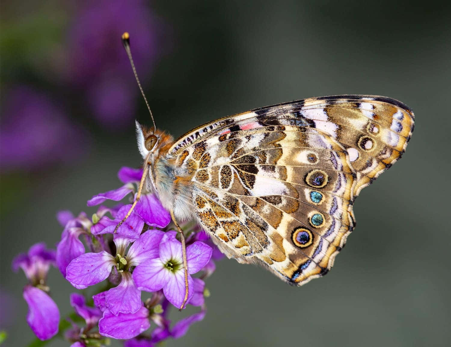 Painted Lady Butterflyon Purple Flowers Wallpaper