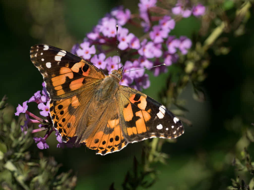 Painted Lady Butterflyon Purple Flowers Wallpaper