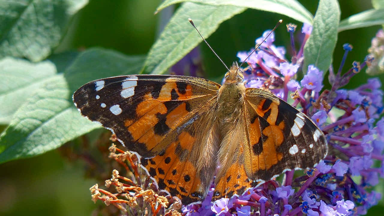 Painted Lady Butterflyon Purple Flowers.jpg Wallpaper