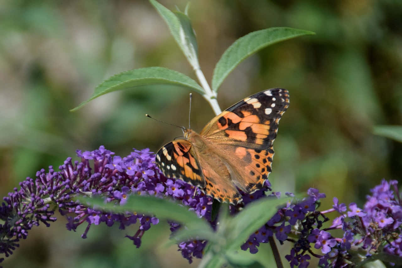 Painted Lady Butterflyon Purple Flowers Wallpaper