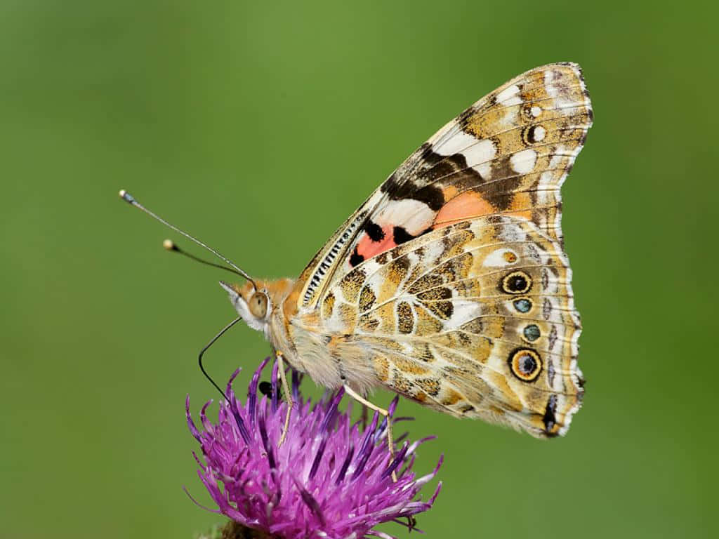 Painted Lady Butterflyon Thistle Wallpaper