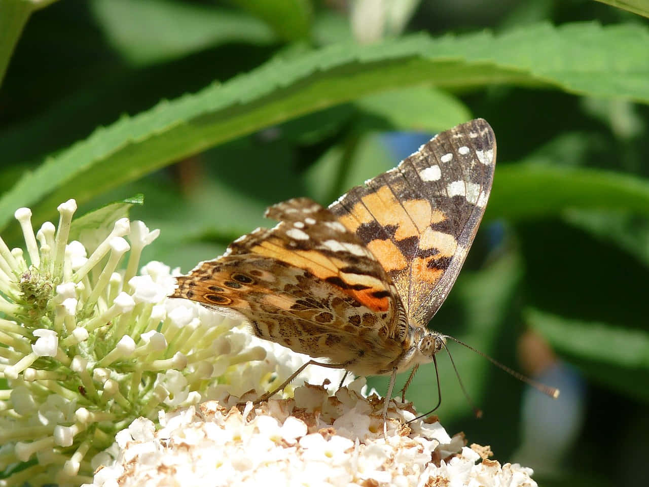 Painted Lady Butterflyon White Blossom Wallpaper