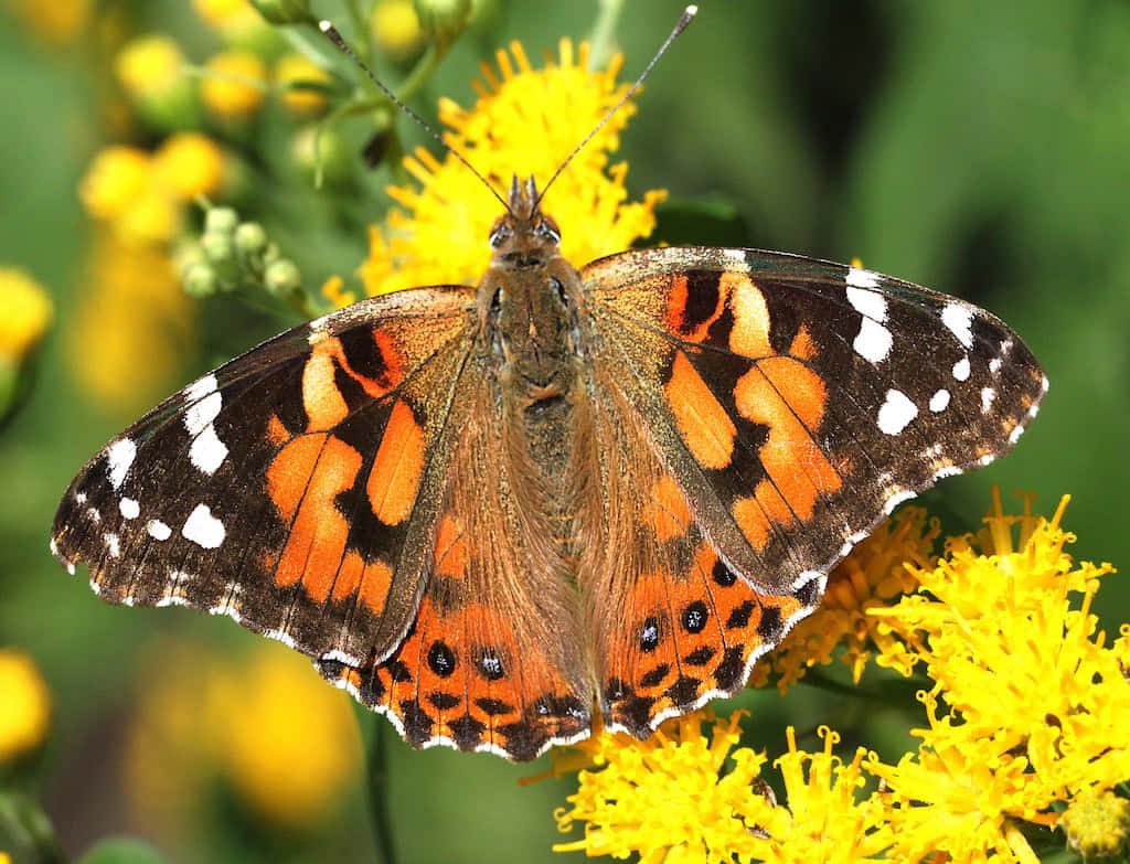 Painted Lady Butterflyon Yellow Flowers.jpg Wallpaper