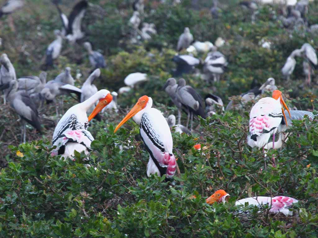 Painted_ Storks_ Amidst_ Colony Wallpaper