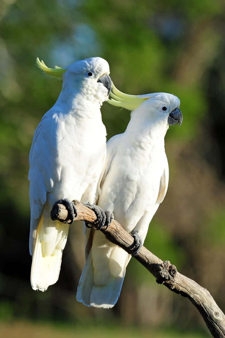 Pairof Cockatoos Perched Wallpaper