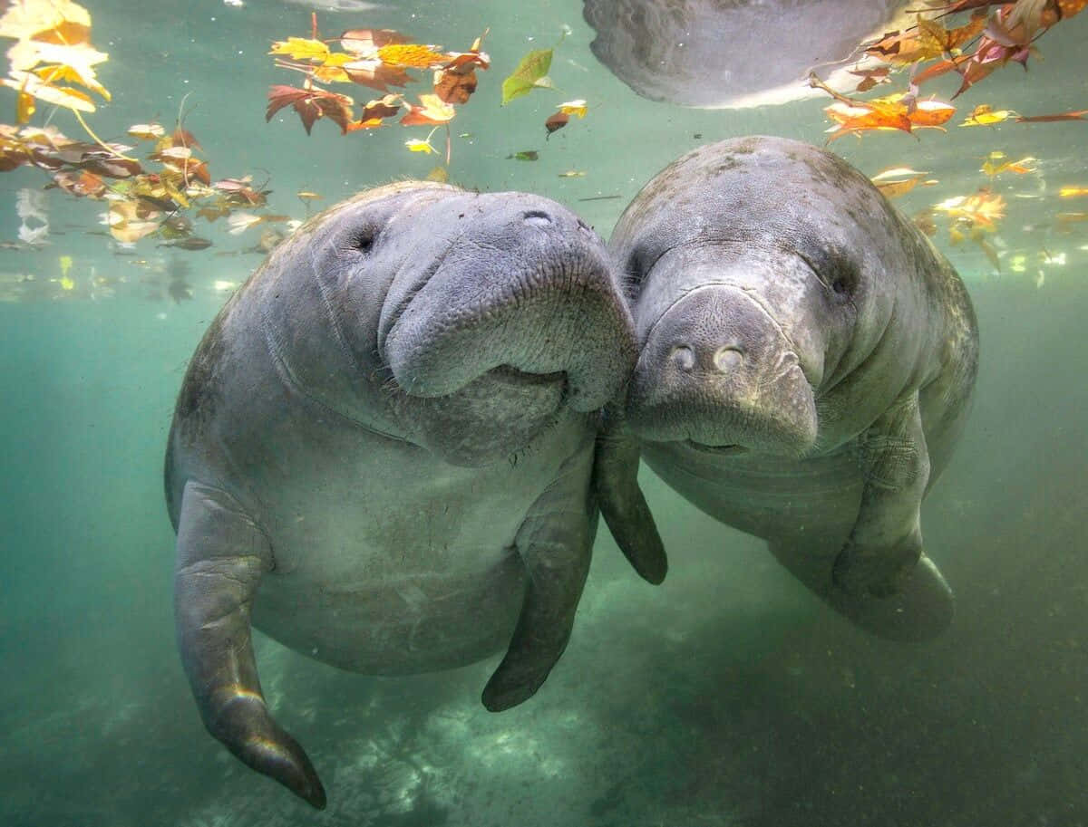 Pairof Manatees Underwater Wallpaper