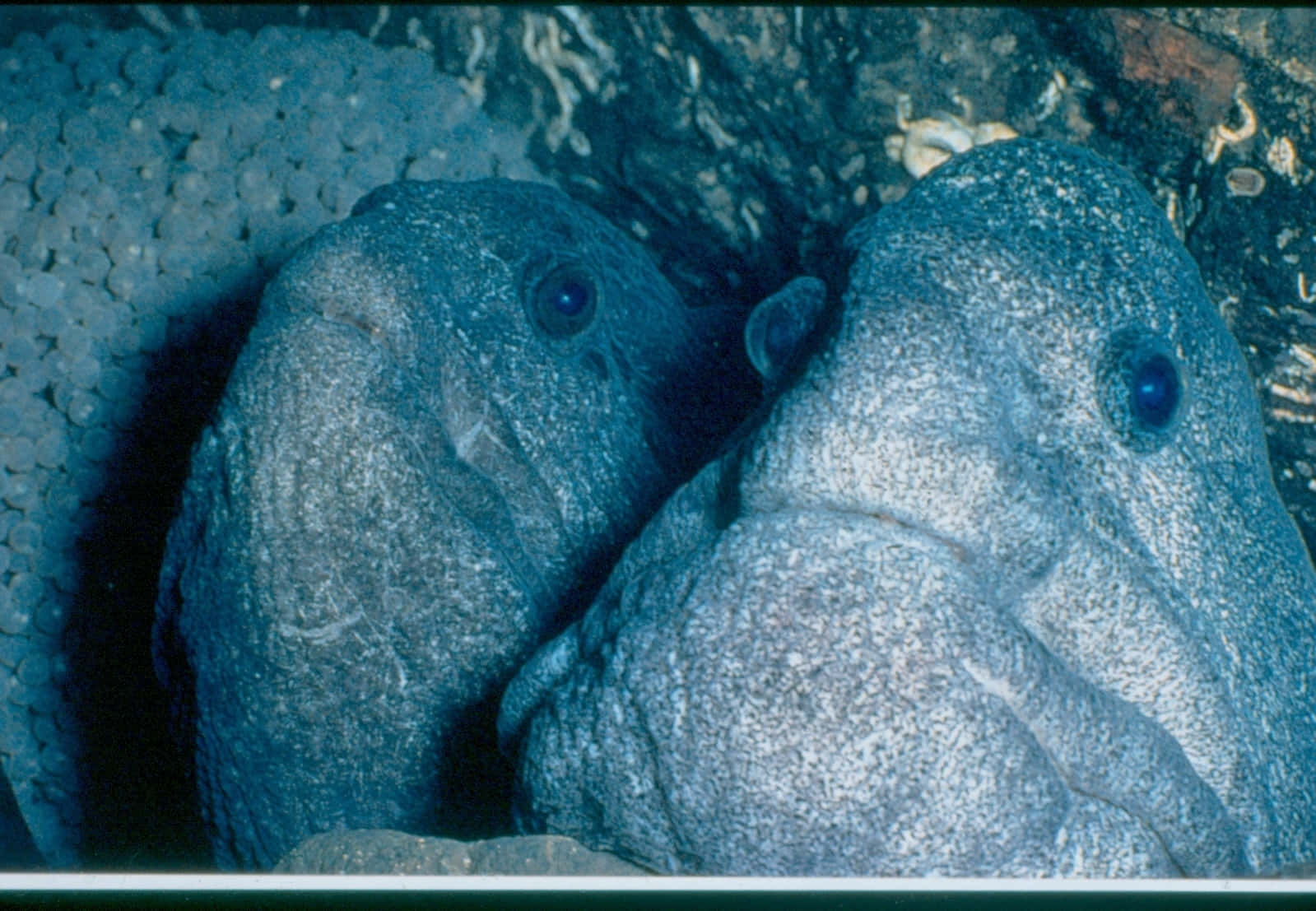 Pairof Wolf Eels Guarding Eggs.jpg Wallpaper