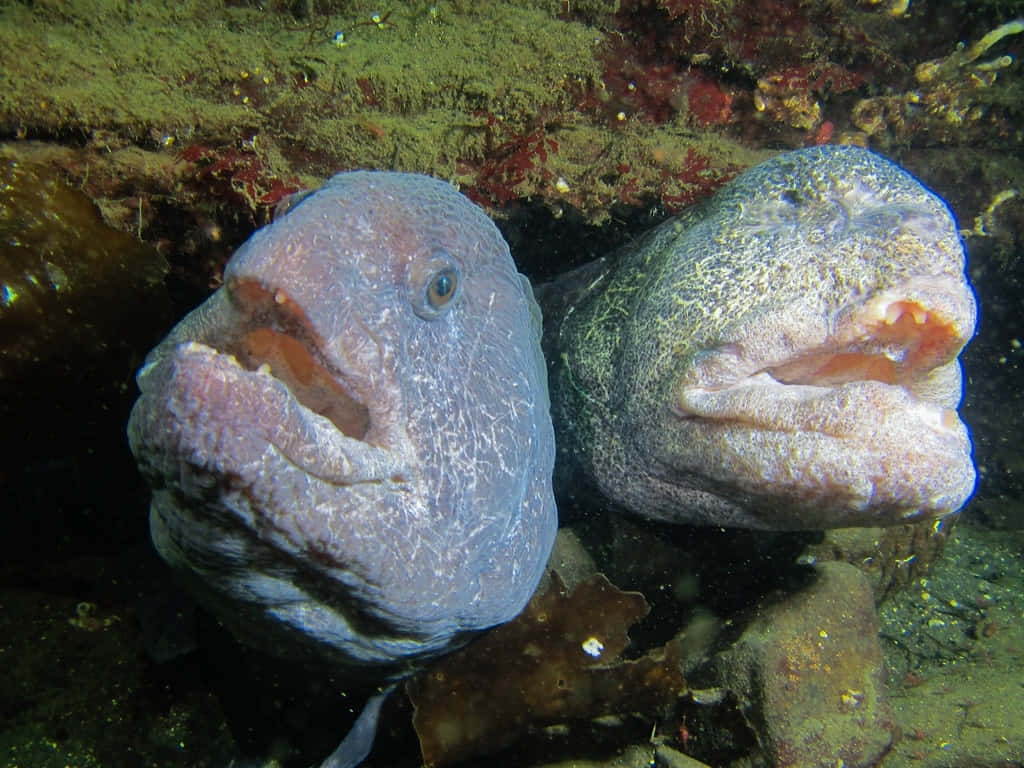 Pairof Wolf Eels Underwater Wallpaper