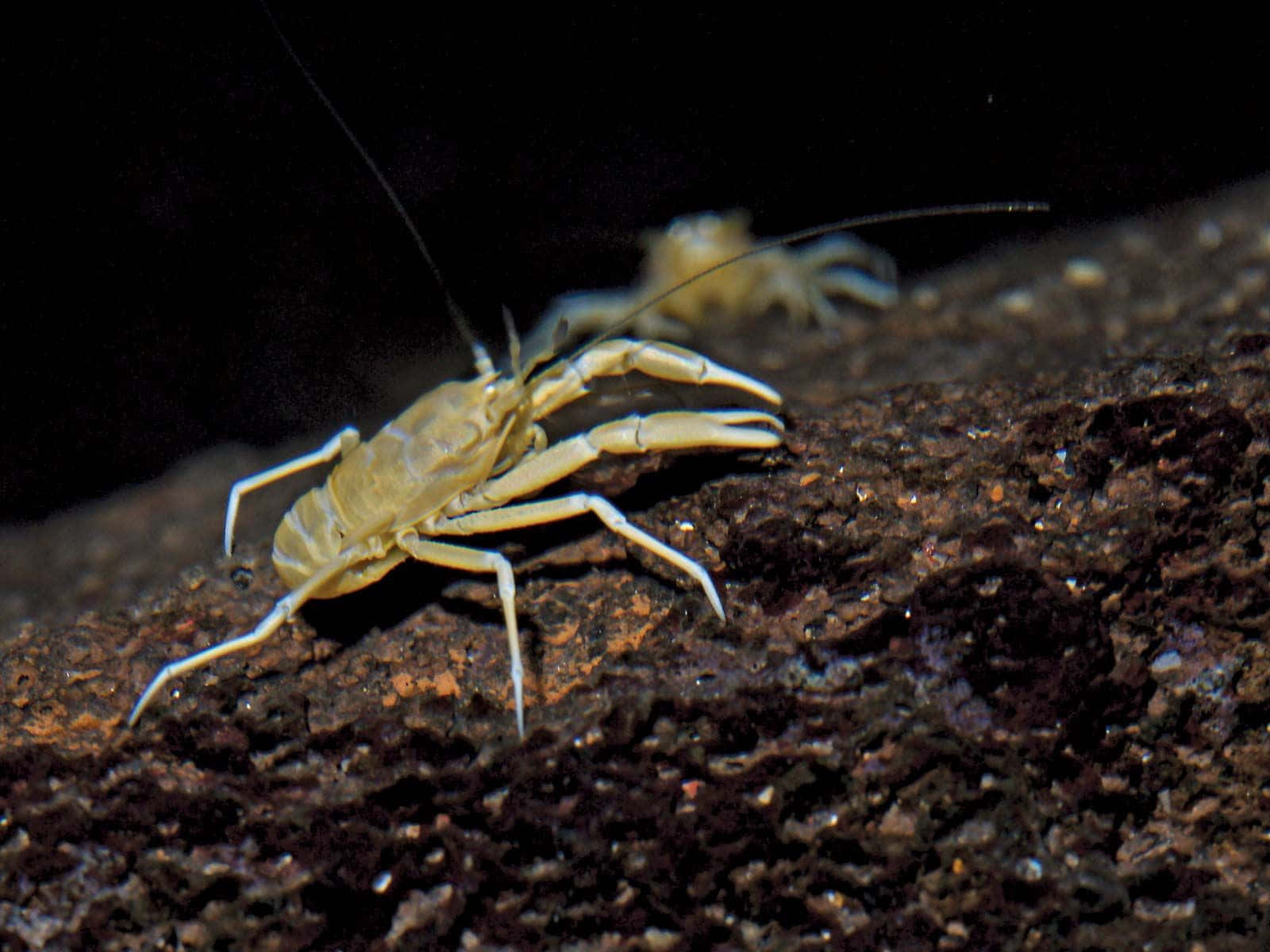 Pale Crustaceanon Rock Wallpaper