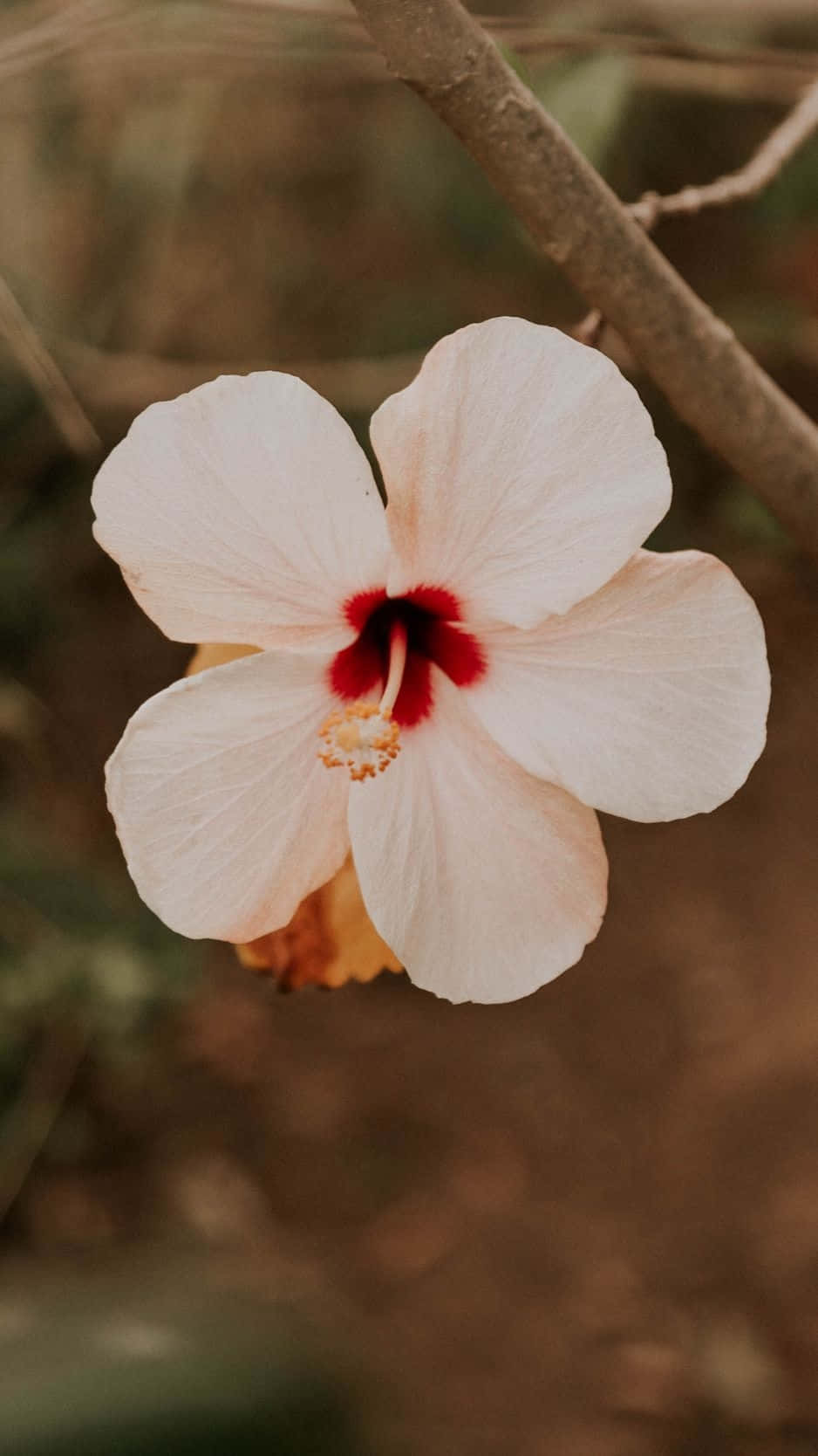 Pale Hibiscus Bloom Nature Backdrop Wallpaper